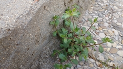 Campanula erinus