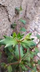 Campanula erinus