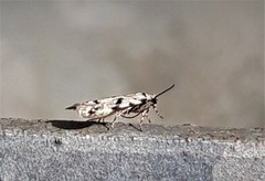 Stenolechiodes pseudogemmellus