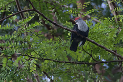 Alectroenas pulcherrimus