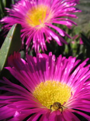 Carpobrotus quadrifidus