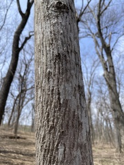Magnoliopsida