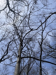 Magnoliopsida