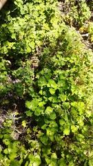 Pseudodictamnus hirsutus