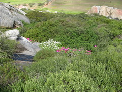 Carpobrotus quadrifidus