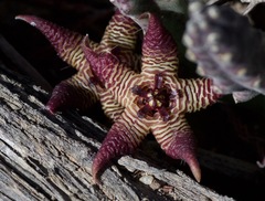 Stapelia cedrimontana