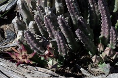 Stapelia cedrimontana