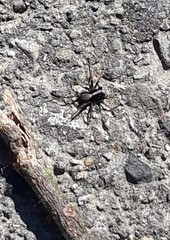 Alopecosa pulverulenta