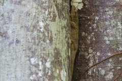 Ailuronyx seychellensis