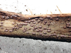 Propolis farinosa