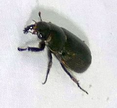 Dyscinetus morator