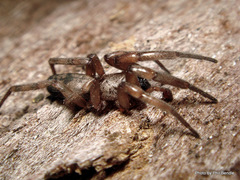 Scotophaeus pretiosus