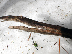 Propolis farinosa