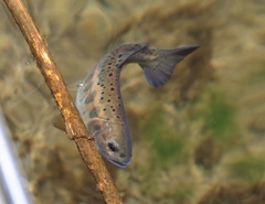 Oncorhynchus masou formosanus