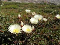 Lampranthus aureus