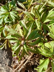 Anemonoides ranunculoides