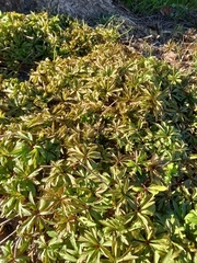 Anemonoides ranunculoides