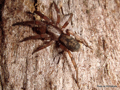 Scotophaeus pretiosus