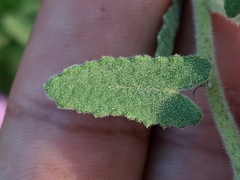 Pavonia distinguenda