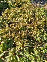 Anemonoides ranunculoides