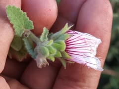 Pavonia distinguenda