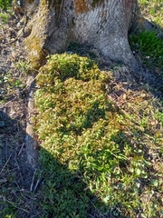 Anemonoides ranunculoides
