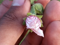 Pavonia distinguenda