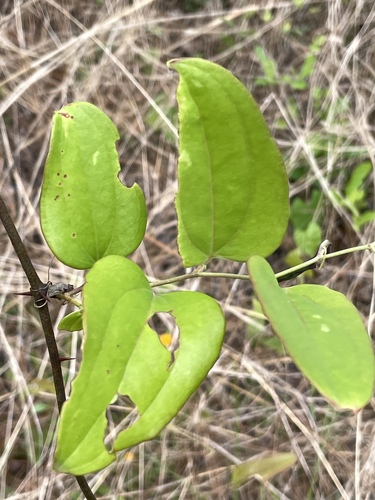 Smilax glauca image