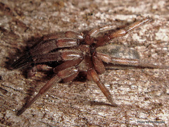 Scotophaeus pretiosus