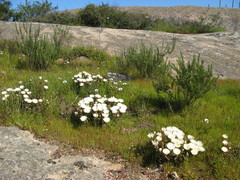 Lampranthus aureus