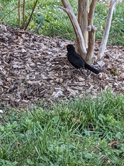 Turdus merula
