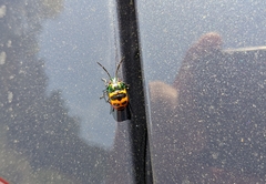 Chrysocoris fascialis