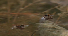 Plesiovelia