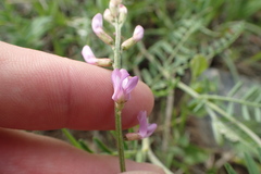 Astragalus flexuosus