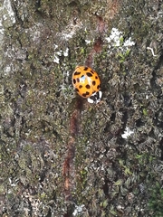 Harmonia axyridis