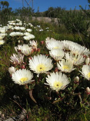 Lampranthus aureus