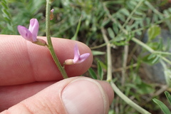 Astragalus flexuosus