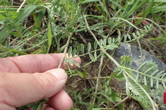 Astragalus flexuosus