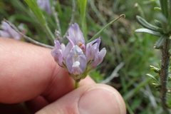 Astragalus agrestis