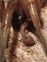 Scotophaeus pretiosus
