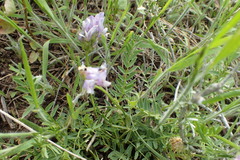 Astragalus agrestis