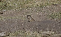Ctenomys