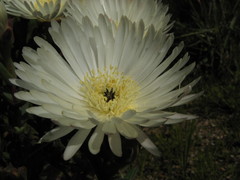 Lampranthus aureus