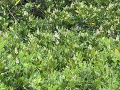 Acanthus ilicifolius