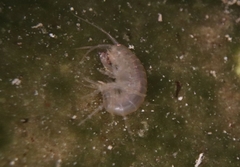 Gammarus lacustris