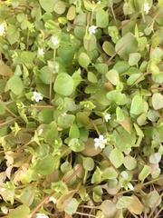 Claytonia perfoliata