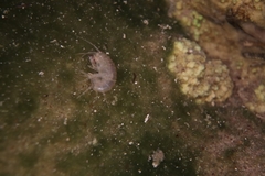 Gammarus lacustris