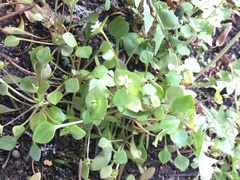Claytonia perfoliata