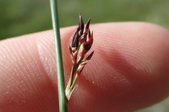Juncus confusus