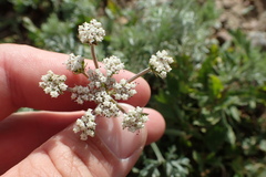 Lomatium orientale